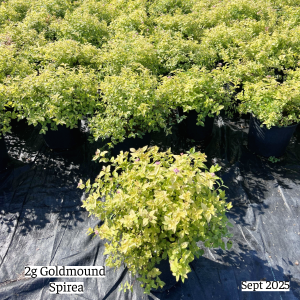 September 2025 2g Goldmound Spirea Group Website
